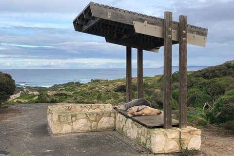 Kangaroo Island 4WD - Seal Bay - Tourism Caloundra 3