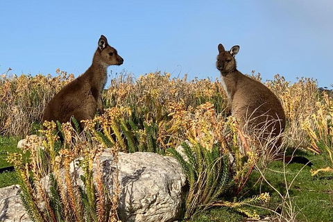 Kangaroo Island 4WD - Seal Bay - Tourism Caloundra 4