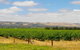 8-Hour McLaren Vale Winery Tour From Adelaide - thumb 5