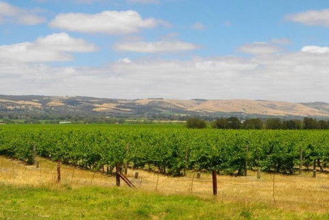 8-Hour McLaren Vale Winery Tour From Adelaide - Tourism Caloundra 5