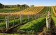 8-Hour McLaren Vale Winery Tour From Adelaide - thumb 1