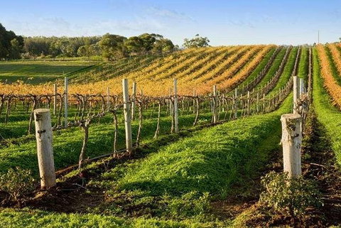 8-Hour McLaren Vale Winery Tour From Adelaide - Tourism Caloundra 1