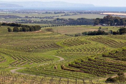 8-Hour McLaren Vale Winery Tour From Adelaide - Tourism Caloundra 3