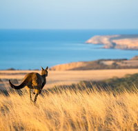 2-Day Kangaroo Island Safari from Adelaide - Tourism Caloundra