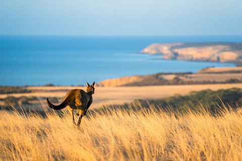 2-Day Kangaroo Island Safari From Adelaide - Tourism Caloundra 0