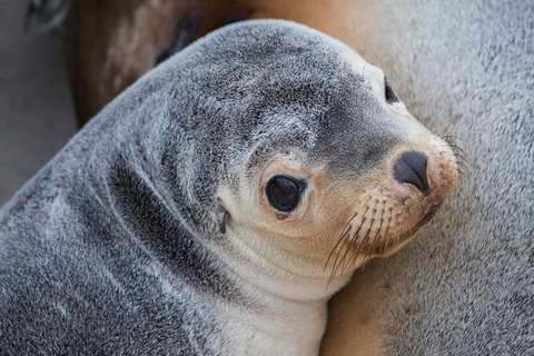 2-Day Kangaroo Island Safari From Adelaide - Tourism Caloundra 9