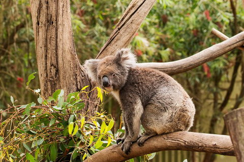 2-Day Kangaroo Island Safari From Adelaide - Tourism Caloundra 13