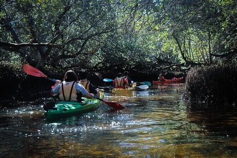 Dolphin Sanctuary Kayaking In Adelaide - Tourism Caloundra 3