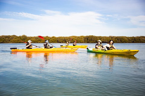 Dolphin Sanctuary Kayaking In Adelaide - Tourism Caloundra 1