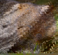Cradle Mountain Wildlife Spotting after Dark - Tourism Caloundra