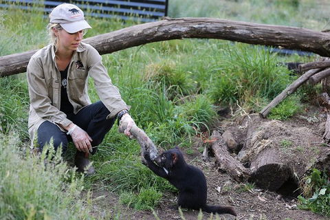 After Dark Tasmanian Devil Feeding Tour At Cradle Mountain - Tourism Caloundra 3