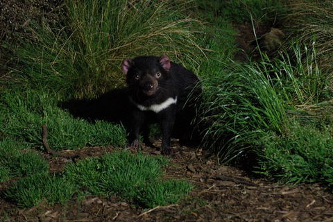 After Dark Tasmanian Devil Feeding Tour At Cradle Mountain - Tourism Caloundra 1