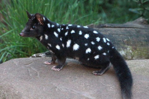 After Dark Tasmanian Devil Feeding Tour At Cradle Mountain - Tourism Caloundra 5