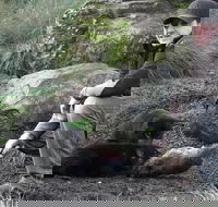 After Dark Tasmanian Devil Feeding Tour at Cradle Mountain - Tourism Caloundra
