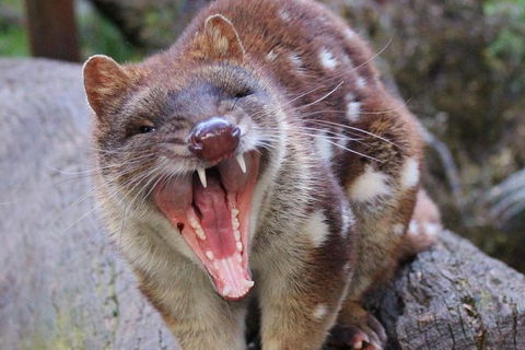 After Dark Tasmanian Devil Feeding Tour At Cradle Mountain - Tourism Caloundra 4