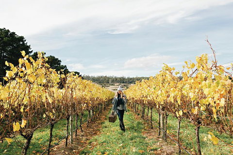 One-Way East Coaster - Tourism Caloundra 4