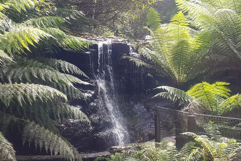 Mt. Wellington Morning Hike + Afternoon Beer & History Walk - Tourism Caloundra 16