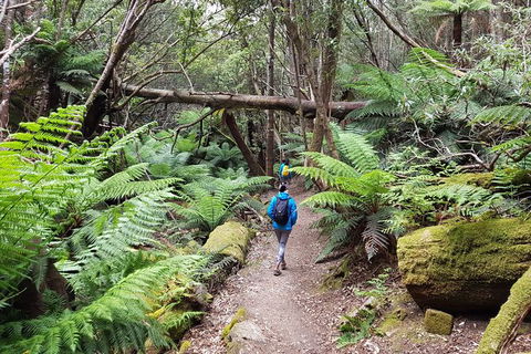 Mt. Wellington Morning Hike + Afternoon Beer & History Walk - Tourism Caloundra 7