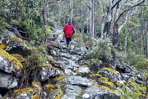 Mt. Wellington Morning Hike + Afternoon Beer & History Walk - Tourism Caloundra 8