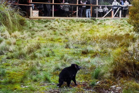 1-Hour Tasmanian Devil Feeding Day Tour At Cradle Mountain - Tourism Caloundra 4