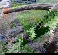 1-Hour Tasmanian Devil Feeding Day Tour at Cradle Mountain - Tourism Caloundra