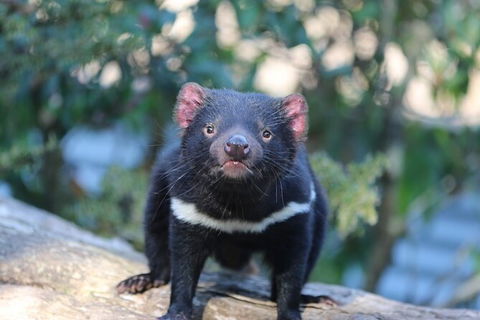 1-Hour Tasmanian Devil Feeding Day Tour At Cradle Mountain - Tourism Caloundra 5