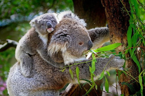 LGBT+ Friendly 9-Hour Great Ocean Road Private Tour - Tourism Caloundra 3