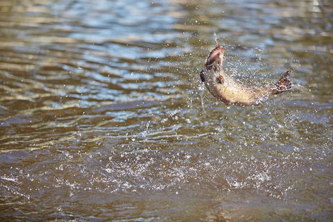 Skip The Line: Fishing Experience Ticket - Buxton Trout & Salmon - Tourism Caloundra 1
