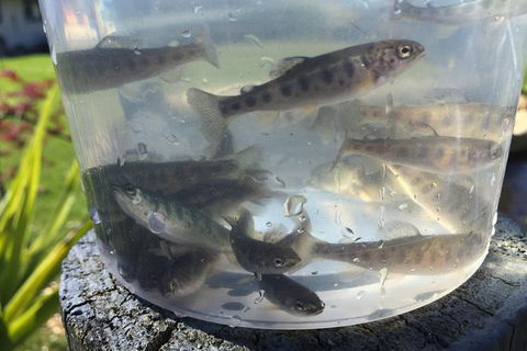 Skip The Line: Fishing Experience Ticket - Buxton Trout & Salmon - Tourism Caloundra 4