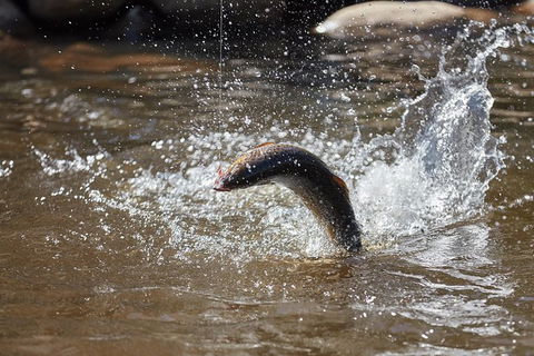 Skip The Line: Fishing Experience Ticket - Buxton Trout & Salmon - Tourism Caloundra 18