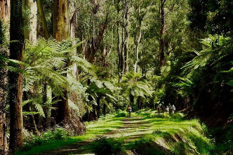 Aqueduct And Rail Trail Self-Guided Bike Tour In Warburton - Tourism Caloundra 1