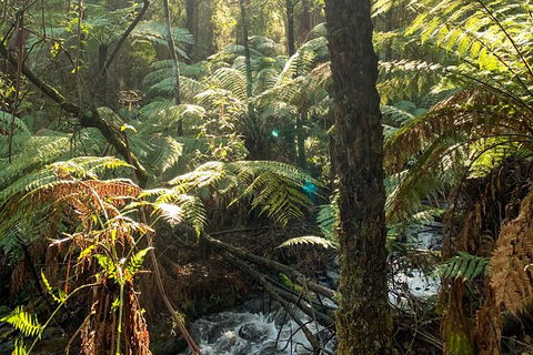 Hiking Tour To Aqueduct And Warburton Valley Lookout - Tourism Caloundra 3