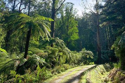 Hiking Tour To Aqueduct And Warburton Valley Lookout - Tourism Caloundra 1