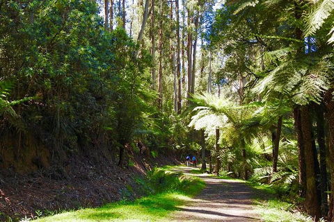 Half-Day Biking Activity From Aqueduct To California Redwoods - Tourism Caloundra 2