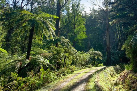 Half-Day Biking Activity From Aqueduct To California Redwoods - Tourism Caloundra 1