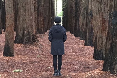 Half-Day Biking Activity From Aqueduct To California Redwoods - Tourism Caloundra 0
