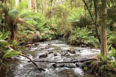 Half-Day Biking Activity From Aqueduct To California Redwoods - Tourism Caloundra 3
