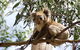 Two Day Melbourne To Adelaide Tour - Great Ocean Road & Grampians - thumb 16