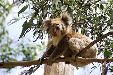 Two Day Melbourne To Adelaide Tour - Great Ocean Road & Grampians - Tourism Caloundra 16