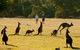 Two Day Melbourne To Adelaide Tour - Great Ocean Road & Grampians - thumb 10