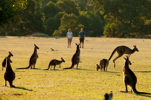 Two Day Melbourne To Adelaide Tour - Great Ocean Road & Grampians - Tourism Caloundra 10