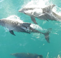 Roebuck Bay Snubfin Dolphin Cruise - Tourism Caloundra