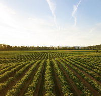 Snapshot Half Day Winery Tour - Tourism Caloundra