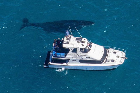 Humpback Whale Safari - Tourism Caloundra 2
