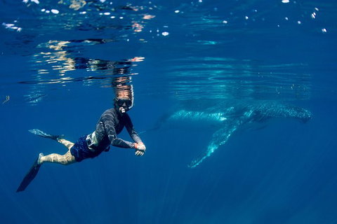Humpback Whale Safari - Tourism Caloundra 1