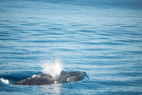 Humpback Whale Safari - Tourism Caloundra 4