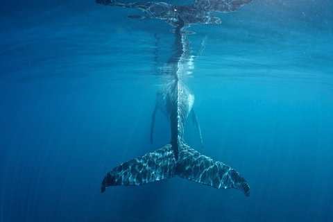 Humpback Whale Safari - Tourism Caloundra 5