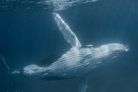 Humpback Whale Safari - Tourism Caloundra 0