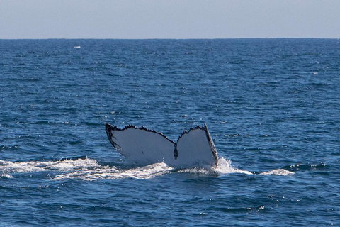 Humpback Whale Safari - Tourism Caloundra 3