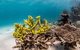 Coral Bay 1-Hour Coral Viewing - thumb 4